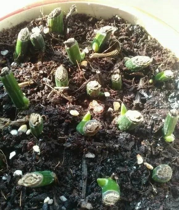 下面4种花枯死也别扔,叶子全剪掉,“新芽”1个月后就窜出来