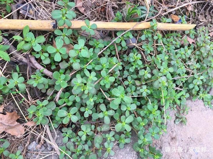 味道|很常见的一道野菜,味道不是很好有点酸,营养价值极高!