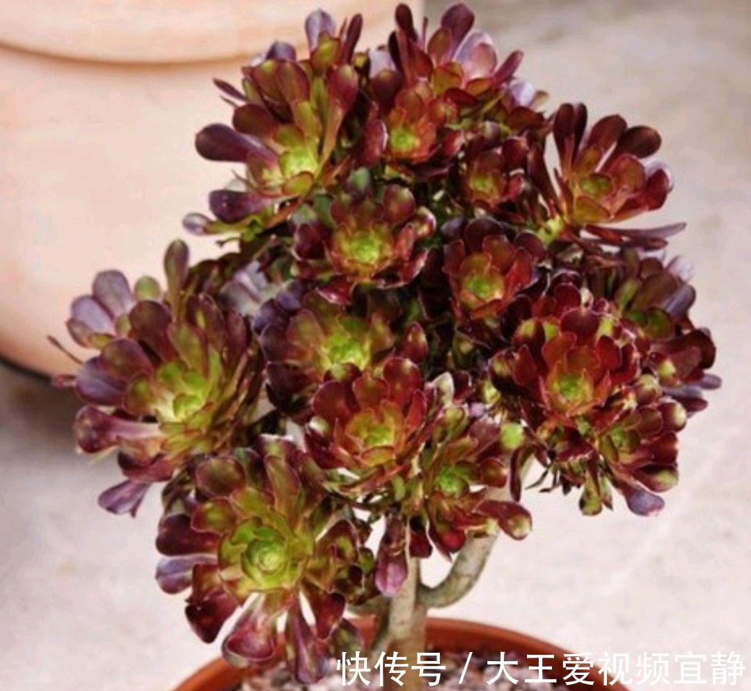 多肉法师|秋季就要来盆多肉法师,稍加呵护就成了手捧花