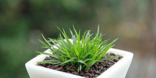 此盆栽好看,清香致雅,天然的盆景,易养护,是室内茶室摆放佳品