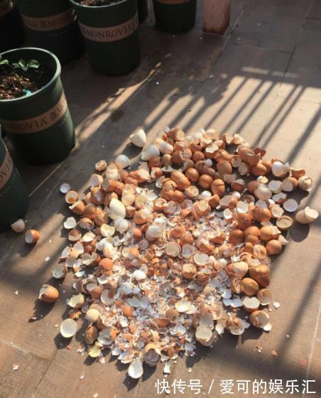 鸡蛋壳|家里的2种垃圾别丢了,用来养蟹爪兰,秋冬开花多更艳丽