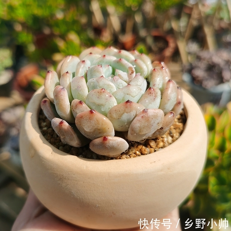 橙梦露|美肉盘点， 越胖越好看的多肉品种，每个人都希望养的肥肥的