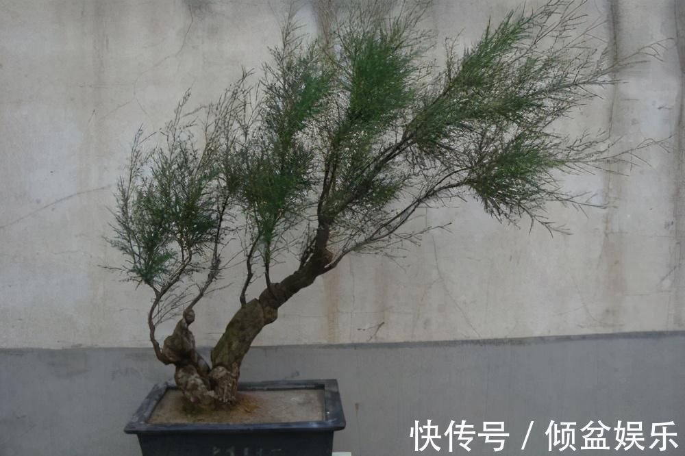 观赏性|4种农村常见的树墩子，修剪一番变成高价值盆景，观赏性极高