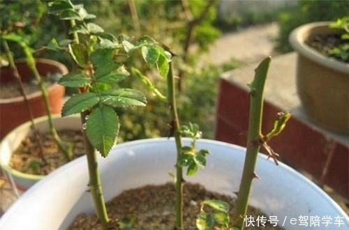 生根剂还用买自己在家做,用一点白根呼呼窜!