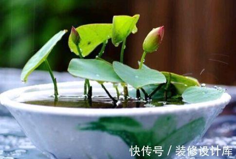 莲花|8月9日-8月24日,庭院选这几款花,花色艳丽,三季开花,好养易活