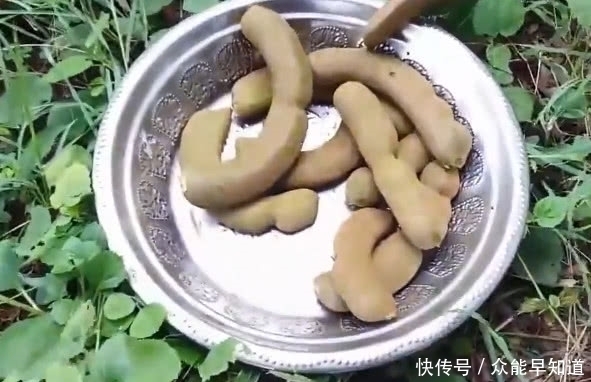 野果子|像香蕉,吃起来酸酸的野果子,被称为“果中钙王”,有认识的吗