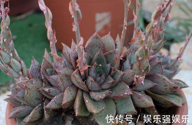 土壤|最好养的“7种多肉”,是多肉爱好者的可不要错过,回家养起来吧