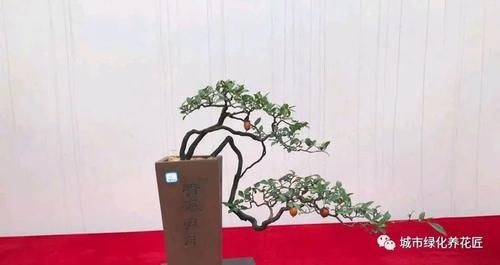 金弹子生桩长出来的新芽怎么留芽？别急，小心假活，成枝再选美