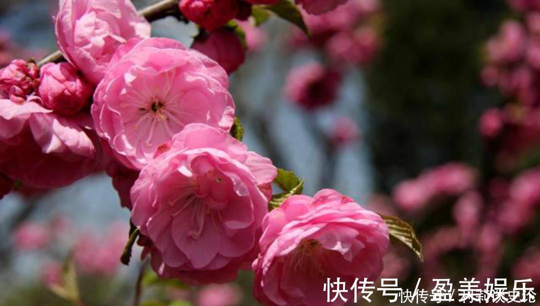 百事哀|元稹一首很特别的诗,写得生动有趣,读来让人有一种身临其境之感