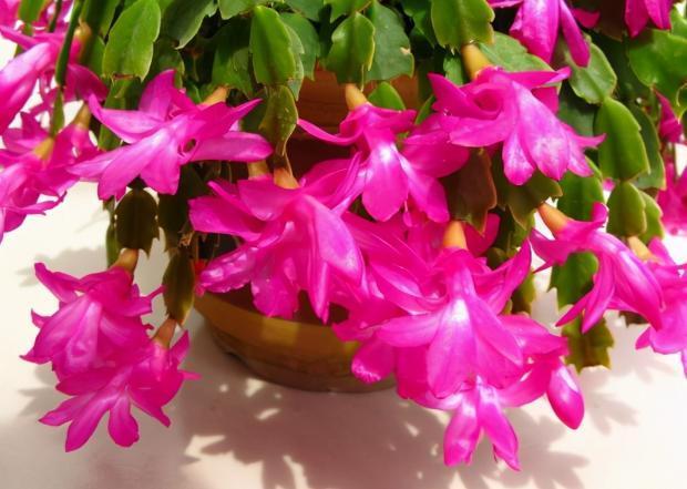 蟹爪兰|秋冬最适合盆栽蟹爪兰,满足3需求,一茬接着一茬往外窜花