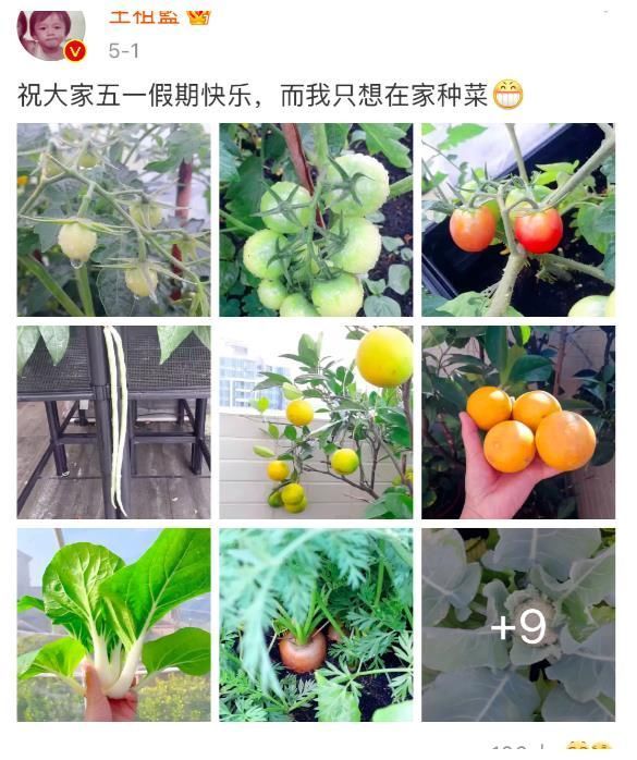 王祖蓝晒自家有机菜园，引10万网友点赞，网友：这就是向往的生活