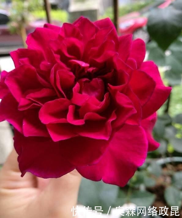 阳台盆栽佳品—浓香型月季，养护容易，四季开花，一卉能熏一室香