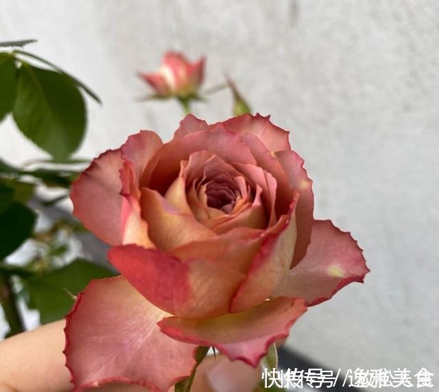 盘点10种古典美复古色系月季,你必须拥有其中一种!