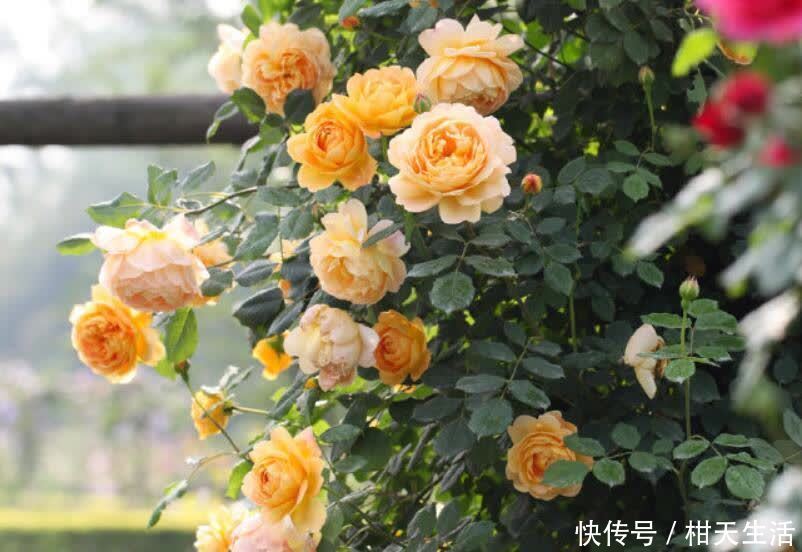 藤花|如果你爱养花,建议养点爬藤花,让院子美成花海