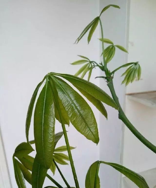 给发财树喷一点小玩意,叶子翠绿发光,新芽新枝条蹭蹭冒