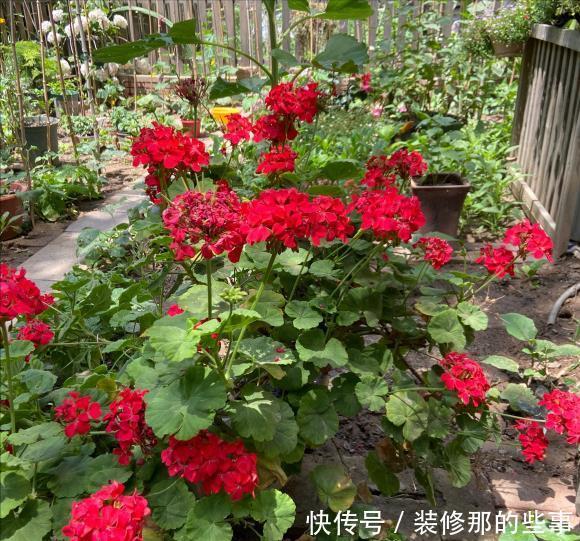 玛格丽特|8种漂亮花,夏天“少浇水”,浇一盆烂一盆,后悔也晚了