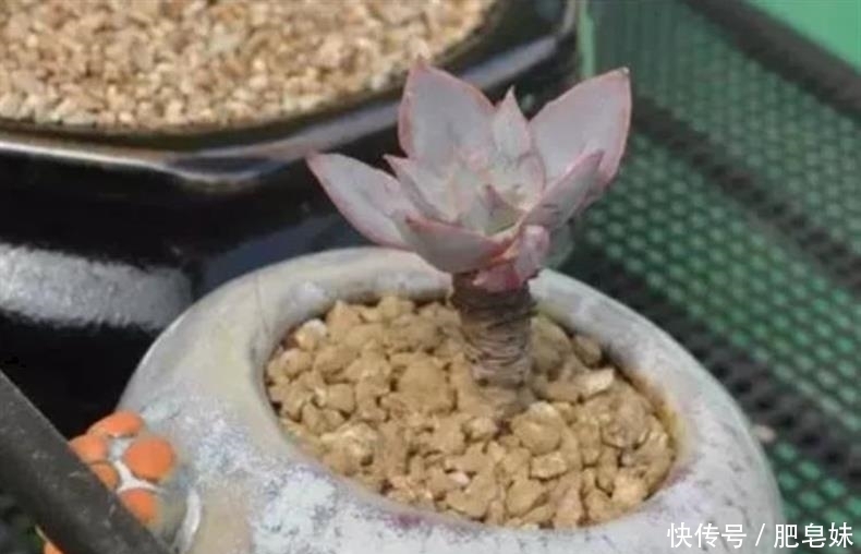 水培多肉|多肉还可水培?多肉土培转水培,快速生根方法全在这儿~