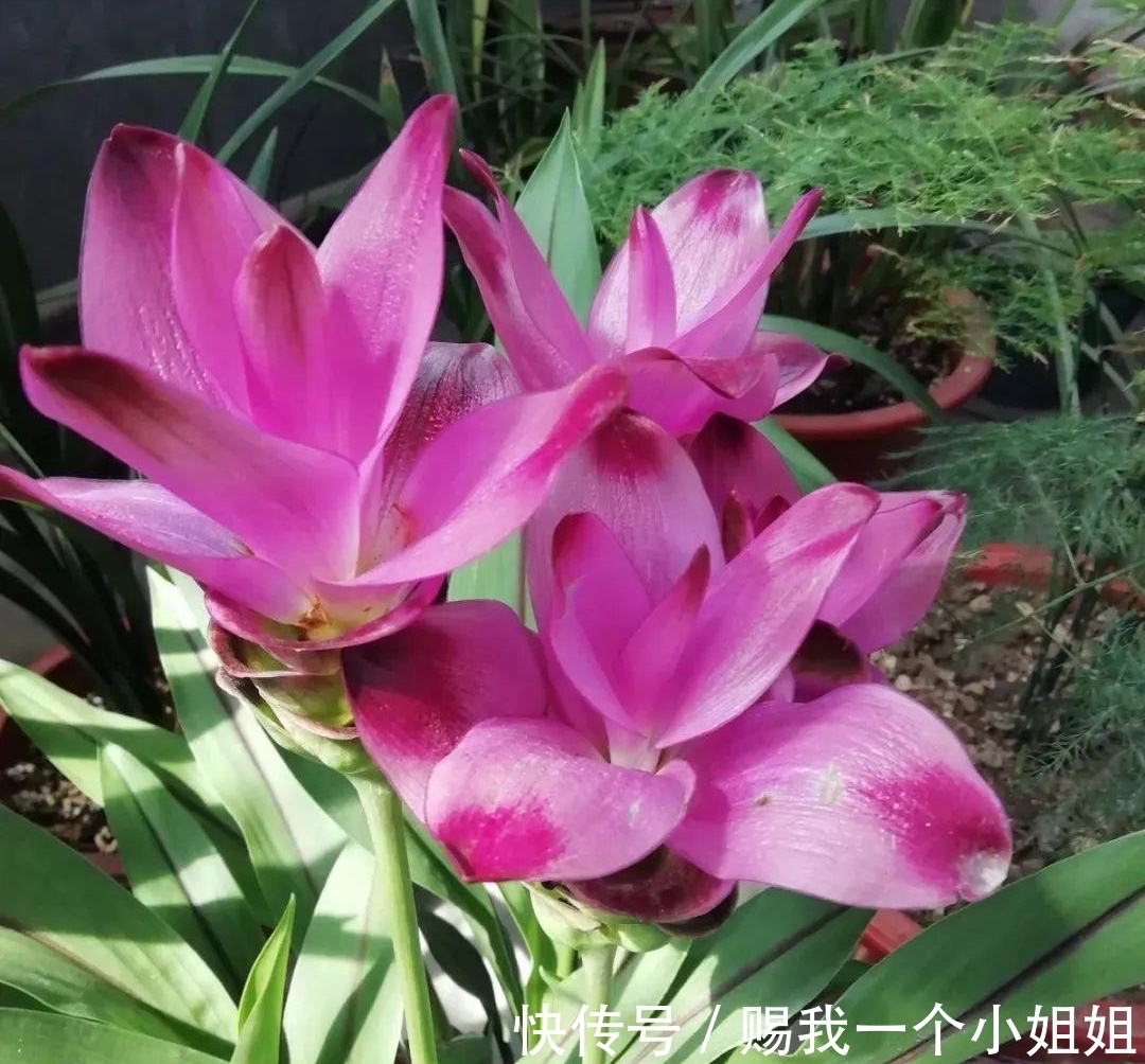 姜荷花|一块“大生姜”,开满粉荷花,家里养一盆,仙气飘飘,开花100天