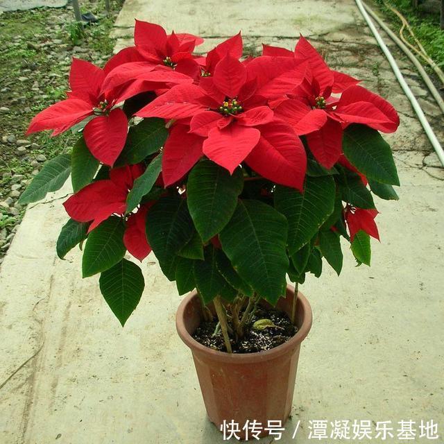 家里养花“别瞎买”,5种花是“有毒”的,对大人小孩都不好