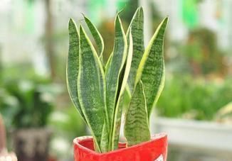  净化空气|公认净化能力出众的绿植， 绿色的空气净化器!跟着养护专家学起来