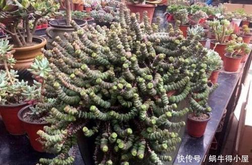 公认“性价比高”的多肉,口碑好养护省心,值得拥有!