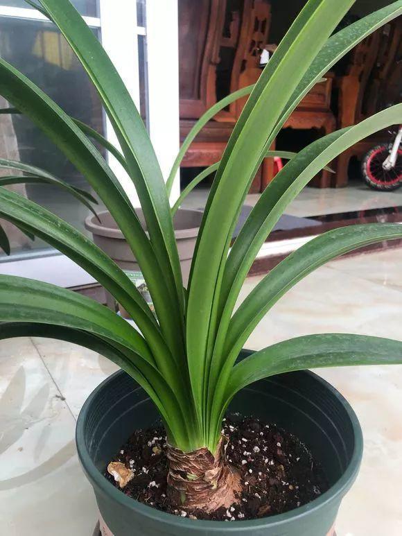 长寿月季花后赶紧剪一刀,剪完就开花,一直剪一直开!