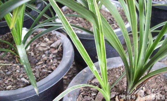 兰花最低多少度会冻伤记住了，就是这2个数！