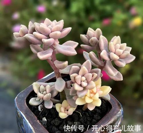 多肉能不能淋雨，真正懂的人并不多，别再傻傻避雨