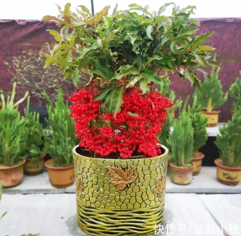 富贵|客厅养花,4种大气好看的品种别落下,关键是寓意好