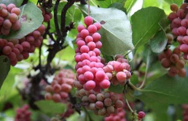 苏颂|此物是肝病克星,不论男女,经常吃修复肝细胞,排出20年肝毒