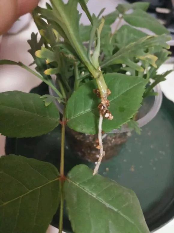 养花技巧学会这种扦插法,插什么活什么,太简单了!