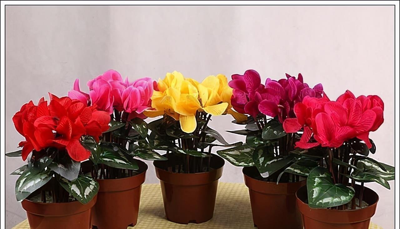 休眠期|4种“漂亮花”，5月要“剪花箭”，不剪光，很难度夏天