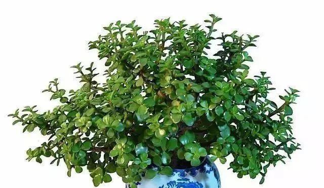 最适合家人养的四种花,健康长寿又养心!