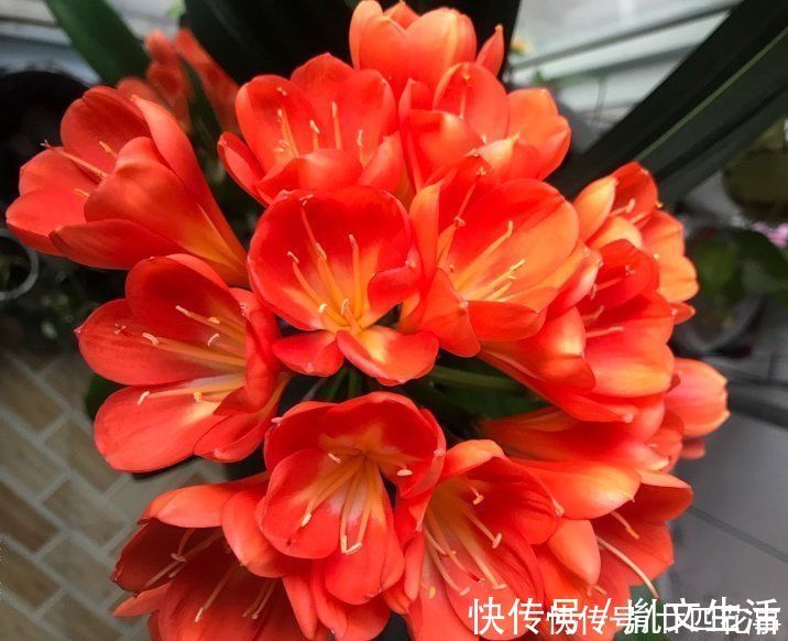 光照|冬天养君子兰，这件事新手不知道，老手易忽略，做好根壮花美