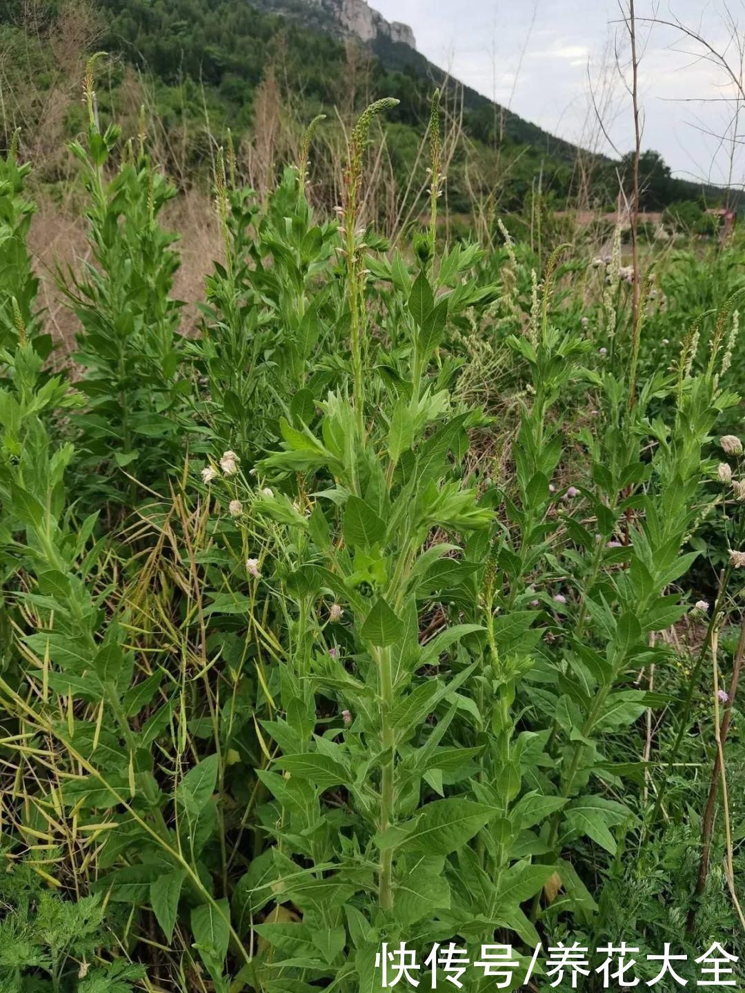 紫茉莉|不能小看入侵植物,看到后要立马拔掉,留着就是祸害