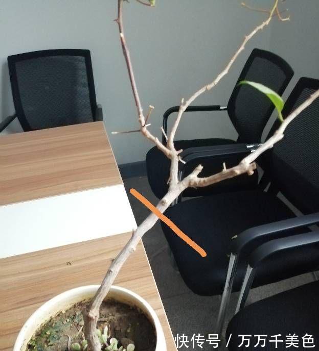 阳台养好三角梅，“3样”不能少，枝叶繁茂、朵朵花儿开鲜艳漂亮