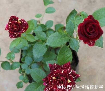 好特别的“1种花”，很多人都说“头回见”，你见过！