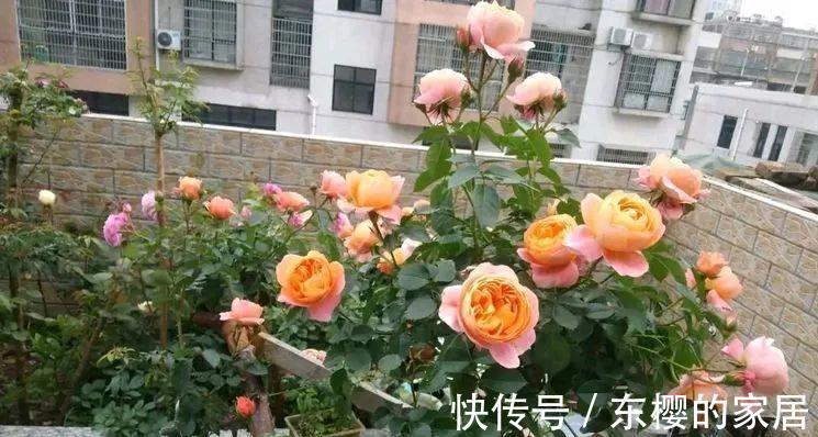 月季花|这些花秋天已“苏醒”,再忙也要施“秋肥”,不然会影响生长