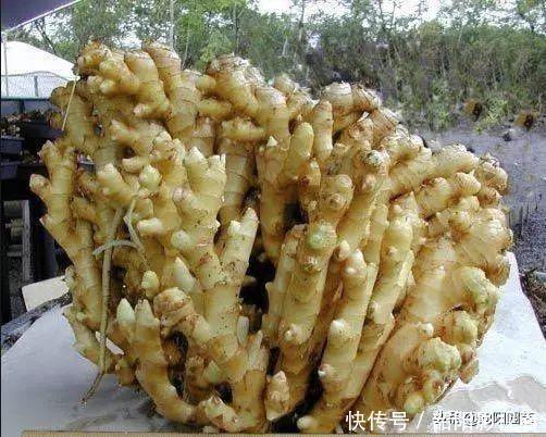 教你在家种生姜，掰个小姜芽，夏天埋土里，不出两个月长成山