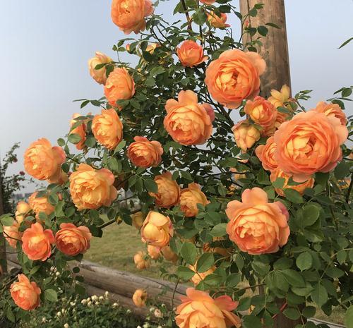 4种“泼辣花”，要用大盆养，开花多到炸，小盆养，越养越差