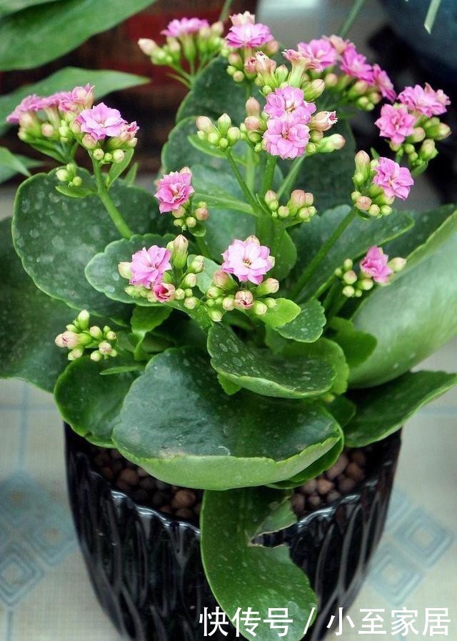 养花|冬天养花就怕浇四种水,浇得越多对花越有害,了解一下不吃亏