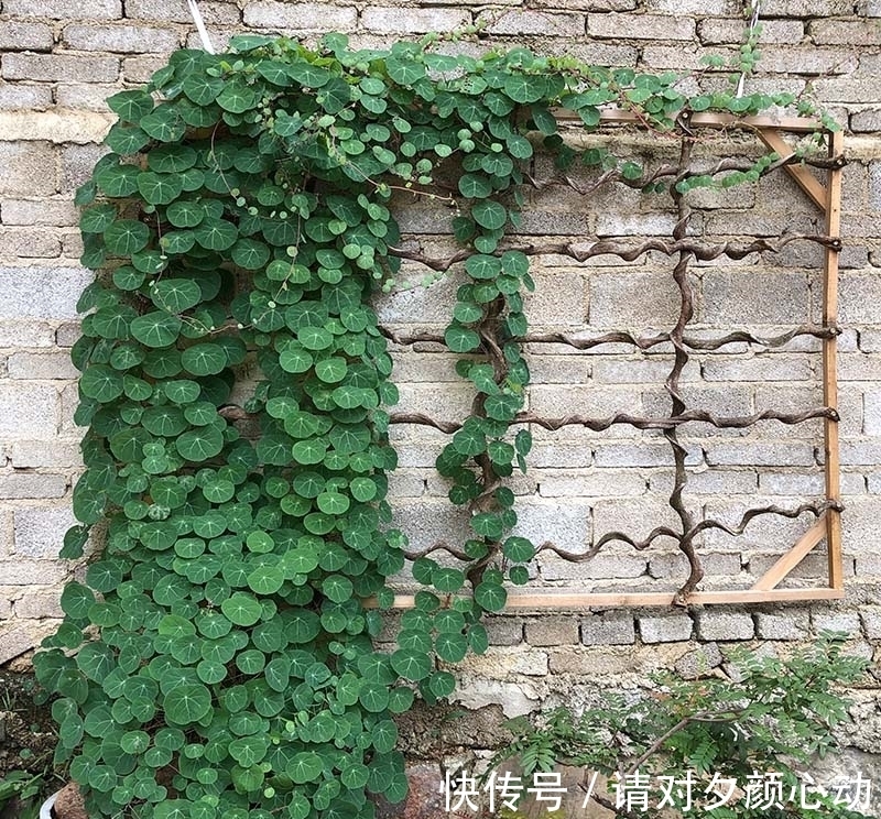 9种养不死的花，绿萝只能排最后，再养不活就剁手吧