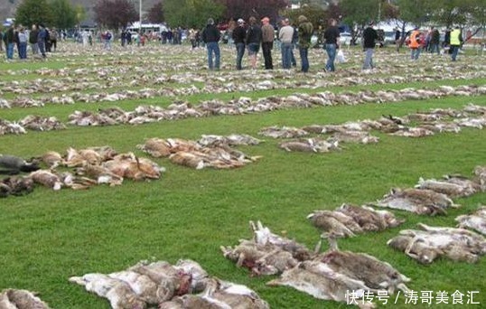 生蚝|这些美味在当地泛滥成灾,在我国却价格不菲,需要人工饲养