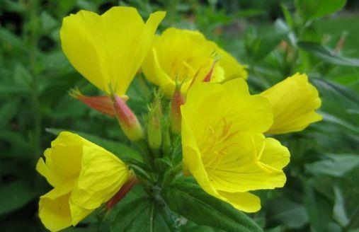 现在快买4种花,好养又漂亮,花姿妖娆,美极了