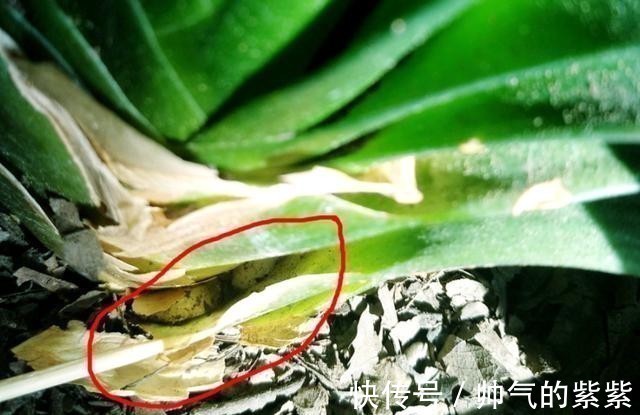 侧芽|发现君子兰“鼓大包”,一定要重视,原因有3个,其中两个是惊喜