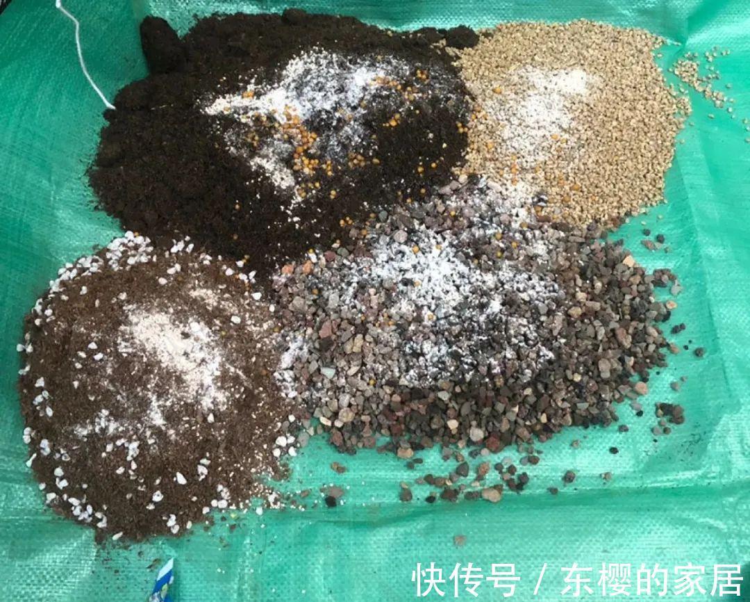换盆时机到了，有这花赶紧换，换完立马疯长！