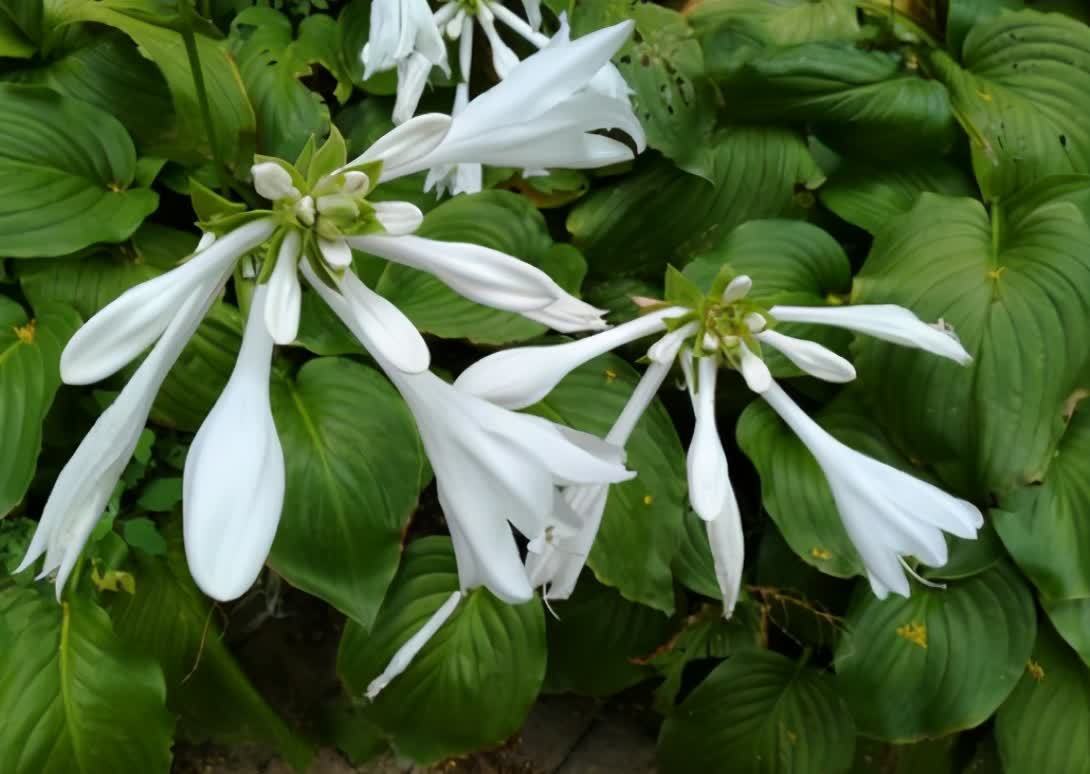 花园树荫底下种“3种花”，不怕光照弱，越大花越多，关键是耐寒