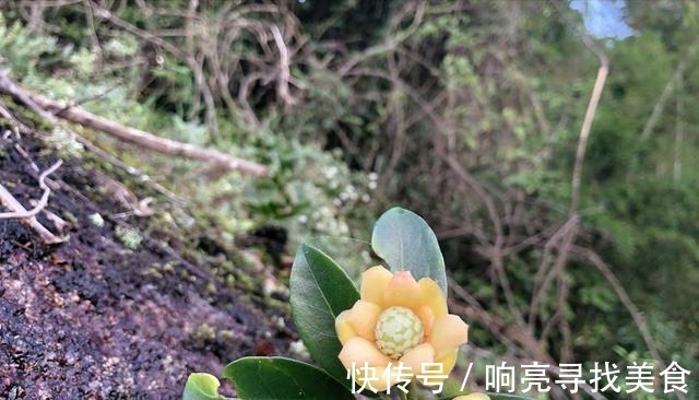 椭圆形|山里有一种美味的野果悄悄成熟了，这种野果你有吃过吗！