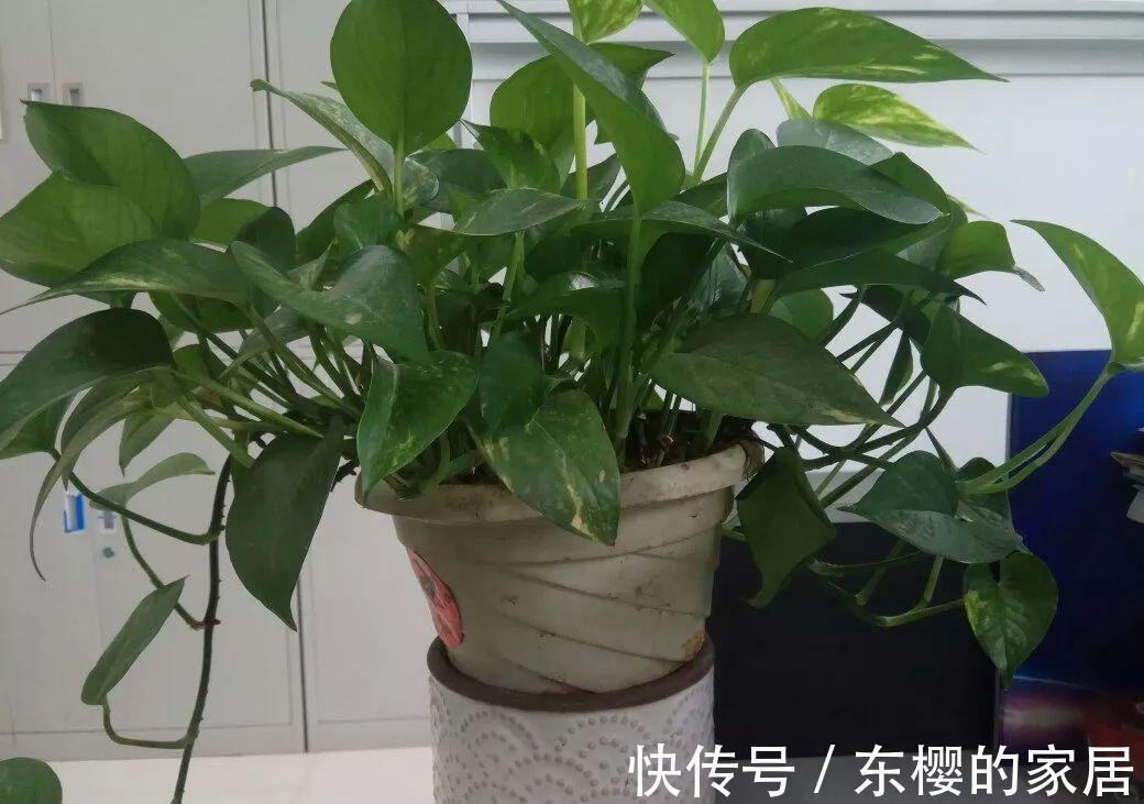 换盆时机到了，有这花赶紧换，换完立马疯长！