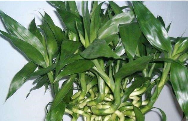 4种花现在养刚好,家里养一盆,招财纳福好运来,日子越过越红火